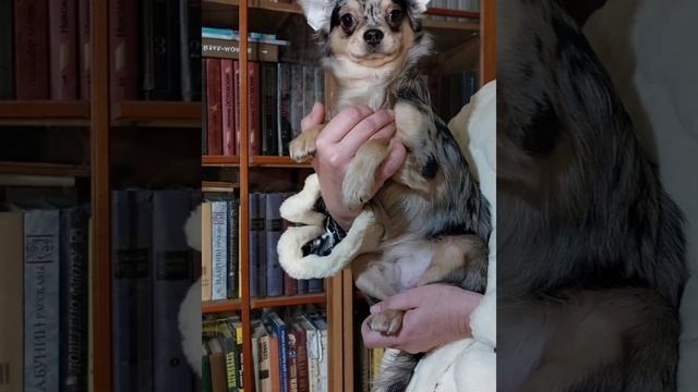 НЕДОРОГО ПРОДАЖА чихуахуа мерле мраморный окрас здоров, стандарт, длинношерстный Ишигами+7978745806 смотреть онлайн