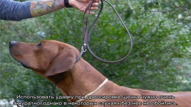 Удавка для собак с фиксатором: как использовать правильно