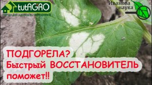 РАССАДА ГОРИТ, ПОБЕЛЕЛА, ОСТАНОВИЛАСЬ в РОСТЕ? Не БЕДА! С ЭТИМ средством все быстро ВОССТАНОВИТСЯ!