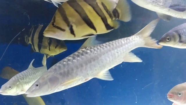 Feb 26, 2017 4000 gallon and 3000 gallon tanks смотреть онлайн