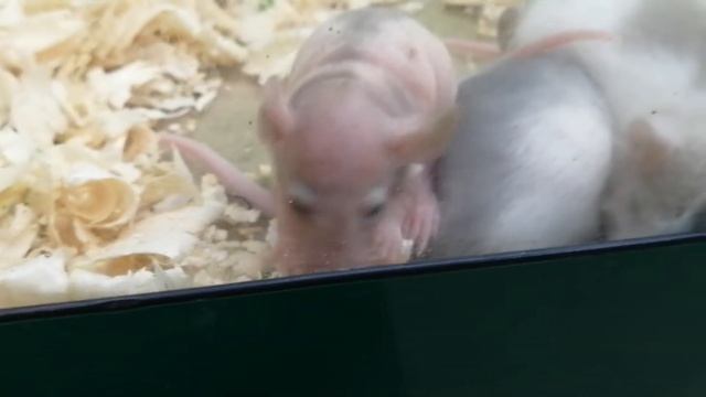 Маленькие крысята в сончас смотреть онлайн