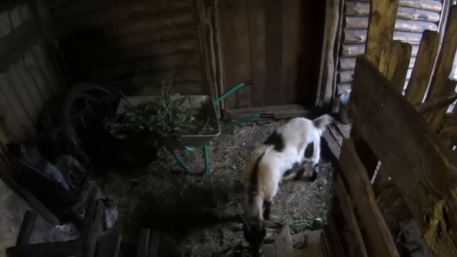 Жизнь в глубинке. Убираем морковь. Варим Сливуху. Деревенские будни