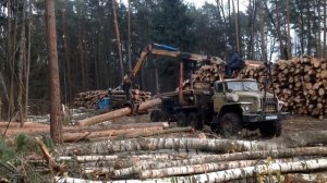 Укладывание в штабель круглого леса на специально отведённую площадку.