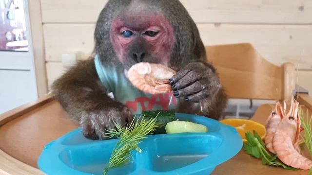 Домашние Макаки и креветки