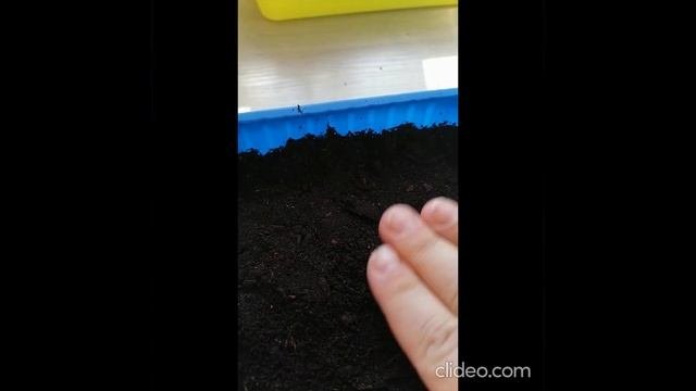 Выращивание картофеля из семян от посева до всходов.