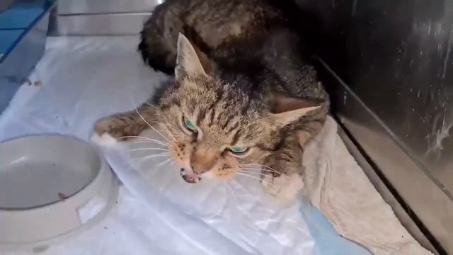 Кота выбросили с 3-4 этажа. Очередная подлость нелюдей.