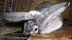 Как рождаются кролики: сколько приносит крольчат в первый раз