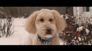 Canon 80-200 f2.8 "The Magic Drainpipe" Video Test