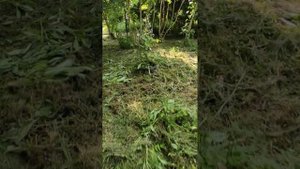 участок на краю леса после покоса травы, начало строительства дороги