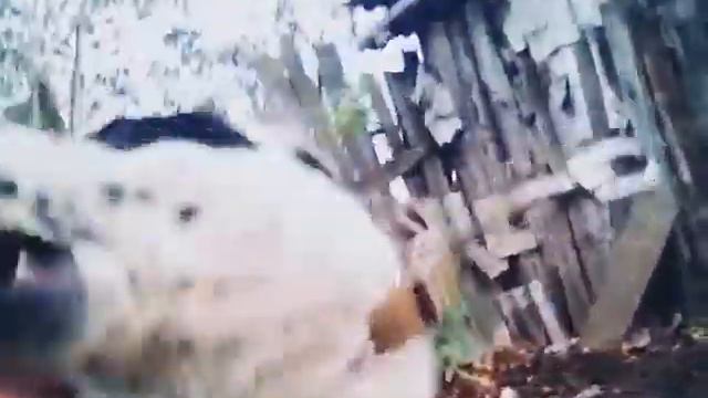 Молодой алабай смотреть онлайн