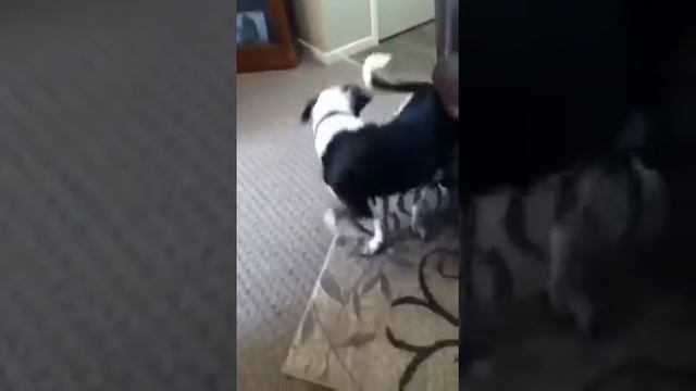 Dog chasing his tail