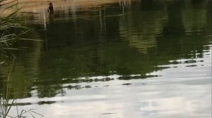 подводный коп озеро Сенеж