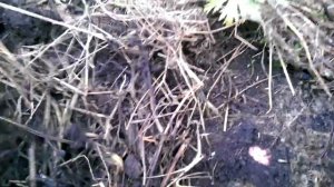 Картофель Ред Скарлетт. 02.09.17