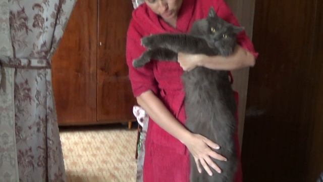 Мой мейн кун Мартин, как он у меня появился, как рос и какие получились котята от него смотреть онлайн