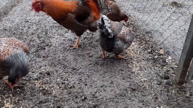 куры виандот голубо окаймленный смотреть онлайн