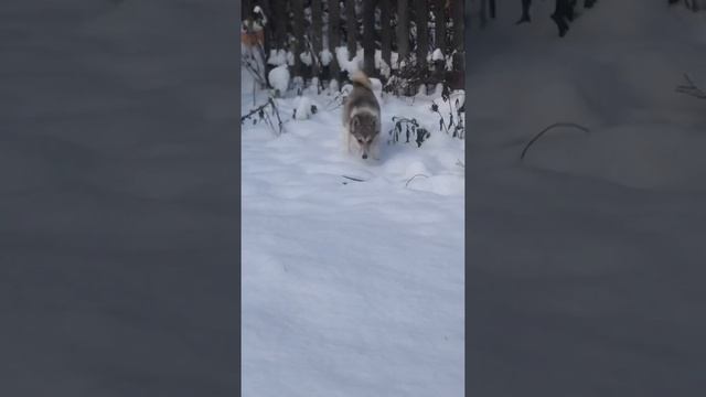 Западно-Сибирская лайка. Щенок 7 месяцев. Первый снег