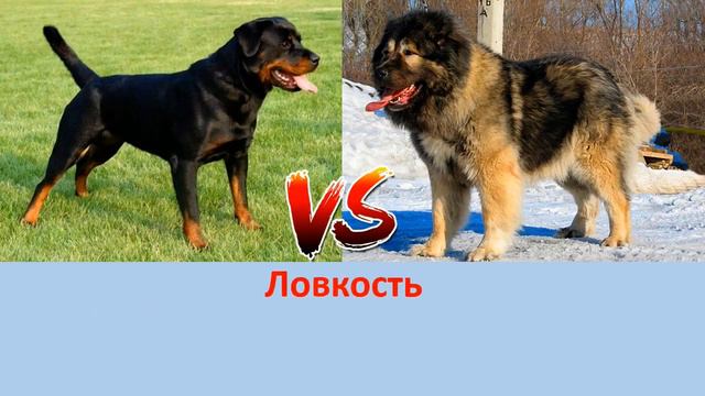 РОТВЕЙЛЕР VS КАВКАЗСКАЯ ОВЧАРКА
