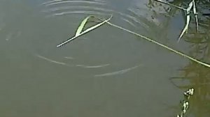 Мой пруд (Белый амур ест тростник)