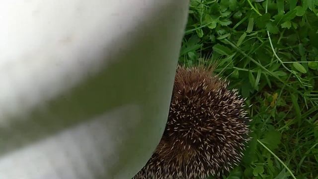 Ежик детеныш смотреть онлайн