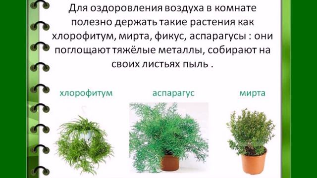 Природоведение. Тема урока: "Комнатные растения"