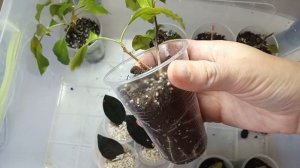 #обзор #бугенвилии /маловато будет 😁😁сделаю еще👌