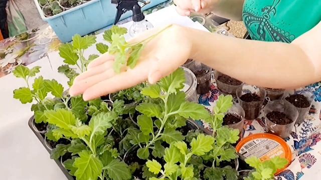 МАТОЧНИКИ ХРИЗАНТЕМЫ ПРОСНУЛИСЬ. ПОРОСЛЬ  БЛЕДНАЯ С ВЫТЯНУТЫМИ ПОБЕГАМИ.ЧТО ДЕЛАТЬ?