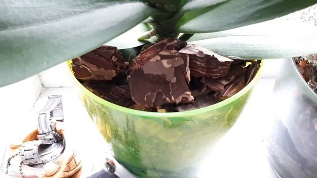 SOS!!! ОРХИДЕИ КТО ТО ЕСТ. Помогите советом , кто знает , что делать ? смотреть онлайн