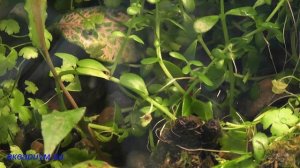 Палюдариум с крабами красный дьявол