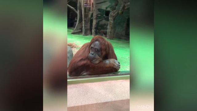 ЗООПАРК МОСКВЫ и МОСКВАРИУМ смотреть онлайн