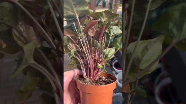 Syngonium strawberry ice محمية صديق البيئة смотреть онлайн