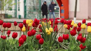 Городские цветы. Махачкала. Релакс