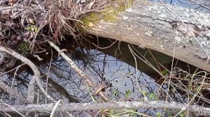 Охота на бобра