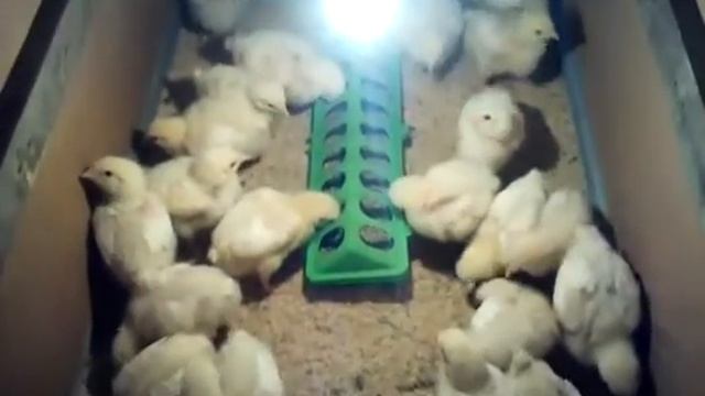 Мои цыпочки ? смотреть онлайн