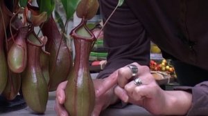 Как ухаживать за непентес. Часть 1.