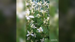 клематис манджурский Белое облако, север.