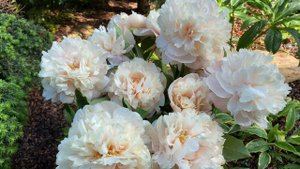 Пион Elsa Von Brabant