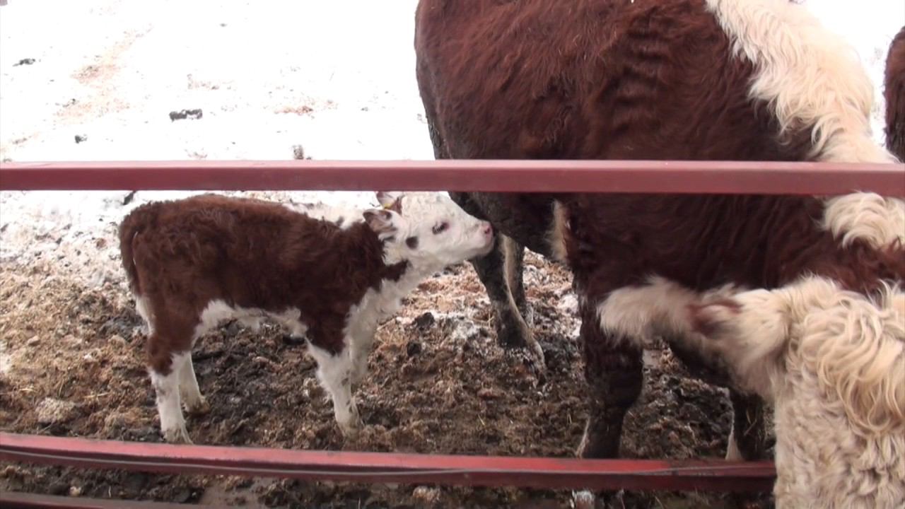 Раздача сенажа в КФХ "Герефорд"