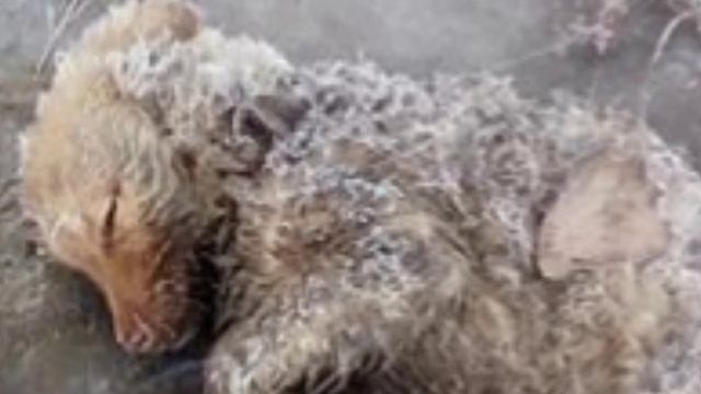 Щенок вмерз в холодную лужу и скулил из последних сил. Вы не сдержите слез! смотреть онлайн