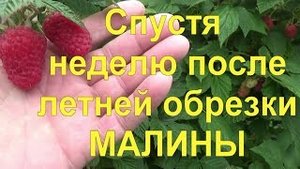 19 Результаты превзошли все ожидания! Малина после летней обрезки дала 12 13 новых веток!