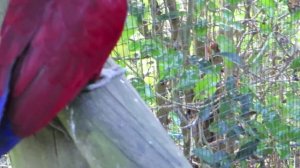 Красный лори Red lory