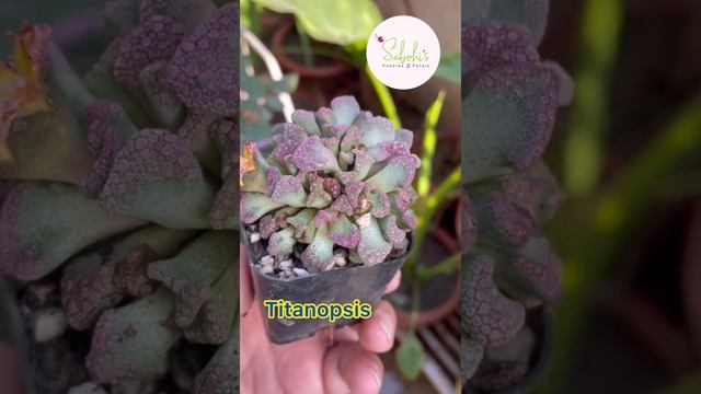 #shortvideo| Titanopsis| Bloom of Titanopsis