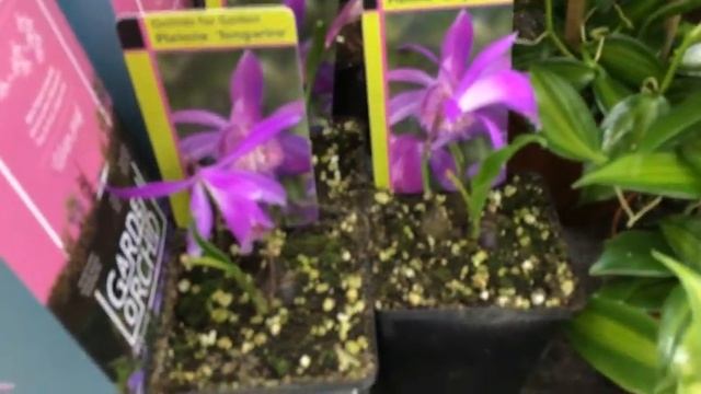 База цветов ФЛОРЭВИЛЬ. Обзор горшечных растений 29.04.2018г. Огромный выбор цветов и орхидей.