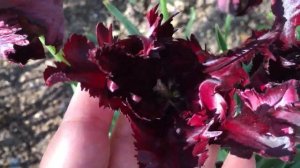 Тюльпаны и нарциссы – красно-желто-оранжево-золотистая буря весны! Обзор сада на 24.04.2020