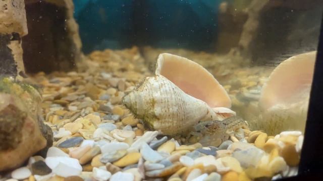 Мраморный рак вылазит из убежища смотреть онлайн