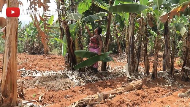 CUISINER ET DEGUSTER DU PLANTAIN PILE AU VILLAGE  African village lifestyle