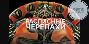 Расписные(раскрашенные) черепахи. Необычный вид черепах в Мексике.