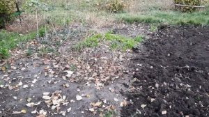 Поставила оочень много теста на пахте. Перепахали огороды 13.10.21