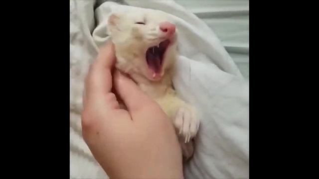 Самые МИЛЫЕ ЖИВОТНЫЕ! МИМИМИШНЫЕ ЖИВОТНЫЕ 2021 смотреть онлайн