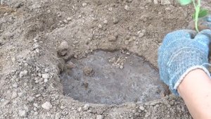 ВСЕГДА КЛАДУ ЭТО В ЛУНКУ ПРИ ПОСАДКЕ КАПУСТЫ! Посыпаю после посадки натуральным составом!!!