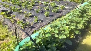 Как растёт клубника на буграх?